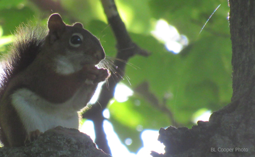 image: squirrel on tree limb